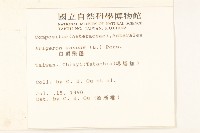 白頂飛蓬藏品圖，第2張