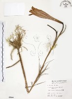 臺灣百合藏品圖，第1張