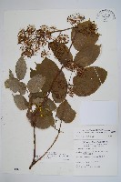 登錄號:S005889藏品圖，第1張