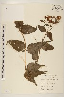 田代氏澤蘭藏品圖，第1張