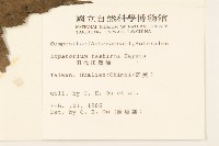 田代氏澤蘭藏品圖，第2張