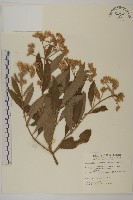 艾納香藏品圖，第1張