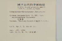 艾納香藏品圖，第2張