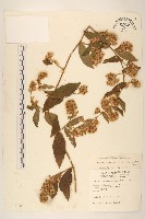 過山龍藏品圖，第1張