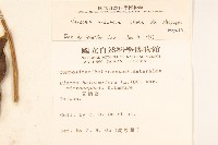 過山龍藏品圖，第2張