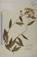 大頭艾納香藏品圖，第1張