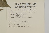 大頭艾納香藏品圖，第2張