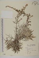 太魯閣艾藏品圖，第1張