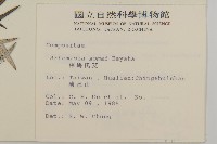 太魯閣艾藏品圖，第2張