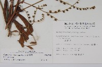 琉璃草藏品圖，第2張