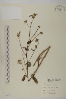 黃金珠藏品圖，第1張