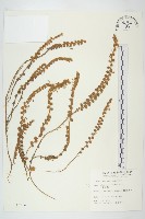 土丁桂藏品圖，第1張