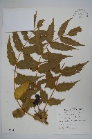 十大功勞藏品圖，第1張