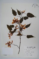 大屯尖葉槭, 川上氏槭藏品圖，第1張