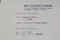 大屯尖葉槭, 川上氏槭藏品圖，第2張