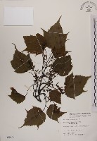 臺灣紅榨槭藏品圖，第1張