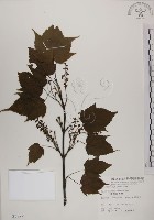 臺灣紅榨槭藏品圖，第1張