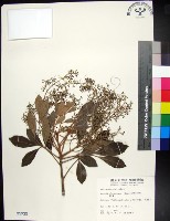 紅柴藏品圖，第1張