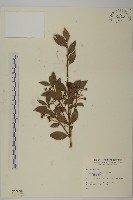 刺果衛矛藏品圖，第1張