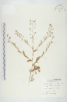 薺藏品圖，第1張