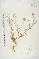 薺藏品圖，第1張