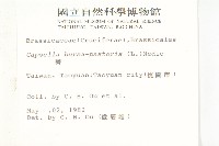 薺藏品圖，第2張