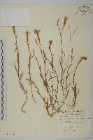 長萼瞿麥藏品圖，第1張