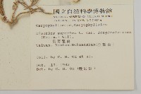 長萼瞿麥藏品圖，第2張