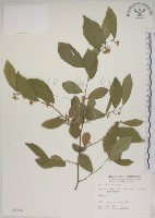 菱葉捕魚木藏品圖，第1張