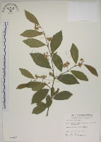 菱葉捕魚木藏品圖，第1張