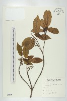 薯豆藏品圖，第1張