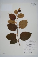 闊葉獼猴桃藏品圖，第1張