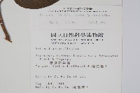 闊葉獼猴桃藏品圖，第2張