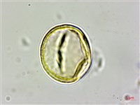 赤柯、赤椆、森氏櫟藏品圖，第2張