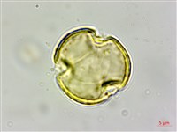 赤柯、赤椆、森氏櫟藏品圖，第4張