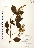 心基葉溲疏藏品圖，第1張