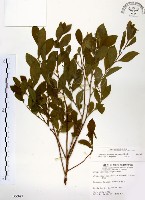 灰木藏品圖，第1張