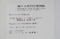 臺灣赤楊、臺灣榿木藏品圖，第2張