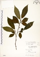 菲律賓榕藏品圖，第1張