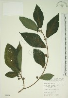 牛乳榕藏品圖，第1張