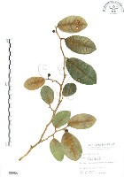 山豬枷藏品圖，第1張