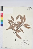 青剛櫟、鐵椆藏品圖，第1張