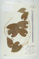 斑花青牛膽藏品圖，第1張