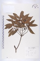 杜英、山杜英、蘭嶼杜英藏品圖，第1張