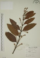 猿尾藤藏品圖，第1張