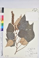 白匏子藏品圖，第1張