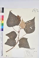 白匏子藏品圖，第1張