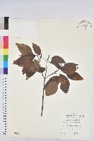 白臼藏品圖，第1張