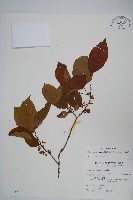 硬齒獼猴桃藏品圖，第1張