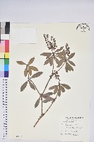 臺灣馬醉木藏品圖，第1張